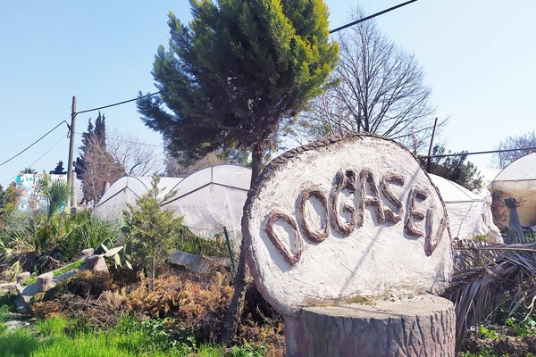 dogasev sera aydin 1